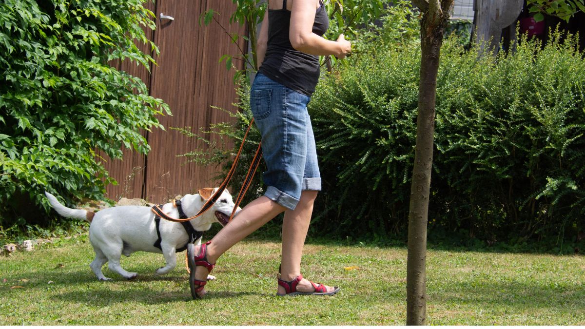 Owner with dog walking on a loose leash attached to a double clip harness